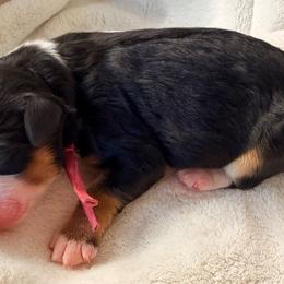 Girl 1 - Tri-color female Bernedoodle puppy in Sandy, Oregon from MC Doodles