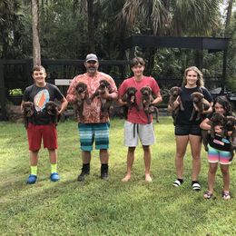 Labrador Retriever Puppies from Salty Duck Retrievers