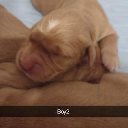 Boy 2 - Golden male Golden Retriever puppy in Grand Meadow, Minnesota from Root River Retrievers