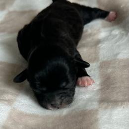Black Female - Black and white female Shihpoo puppy in Asheboro, North Carolina from Southern Bred Pups