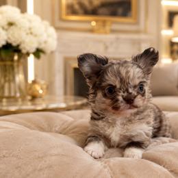Choco merle girl 6500 - Merle female Chihuahua puppy in Miami, Florida from Natalias Tiny Puppies