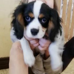 Cavalier King Charles Spaniel Puppies from Cocoa Cavaliers