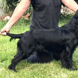 Sabo - Field Spaniel