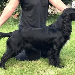 Sabo - Field Spaniel
