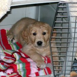 Golden Retriever Puppies from SureFire Golden’s