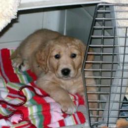 Golden Retriever Puppies from SureFire Golden’s