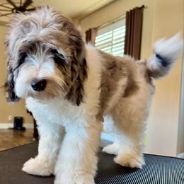 Aspen - Goldendoodle