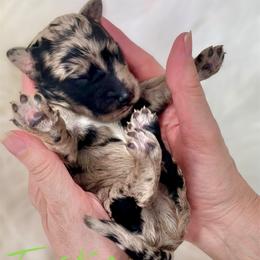 Turkey - Merle male Goldendoodle puppy in Mocksville, North Carolina from Little Bear Doodles