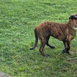 Girl 2 - Gold brindle female Dutch Shepherd puppy in Kingston, New York from Acadia CanineTM