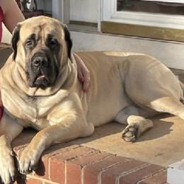 Mastiffs from Hooligan Mastiffs
