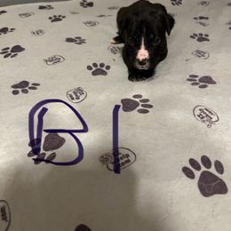 Boy 1 - Black brindle male Cane Corso puppy in Niota, Tennessee from DTM Cane Corso