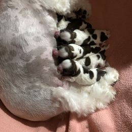 Poodle and Shih Tzu Puppies from Heritage Toy Poodles & Hallmark Jolei Shih Tzus