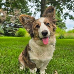 Shillelagh - Brindle merle and white female Cardigan Welsh Corgi puppy in Plymouth, Iowa from Highplains Herders
