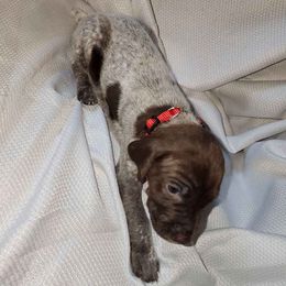 Girl 4 - German Shorthaired Pointer puppy from Dow Family