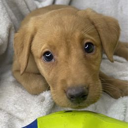 Sarah - Yellow female Labrador Retriever puppy in Grants Pass, Oregon from KnR Antler Dogs