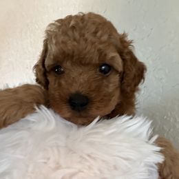 AKC white chest - Red  female Poodle puppy in Southwest Ranches, Florida from Herringbone ‘s Poodles