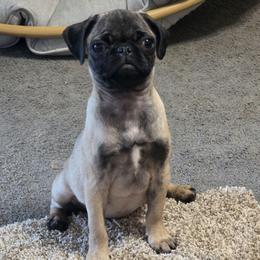 Sally - Pink Collar - Fawn female Pug puppy in Olin, North Carolina from Piggy Pugs