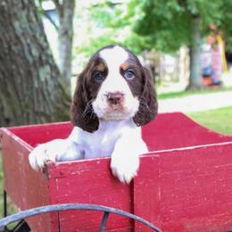 Calamity - Liver white and tan female English Springer Spaniel puppy in Winchester, Kentucky from Hidden Springs Farm