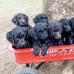 Labradoodles from Warner Family Doodles