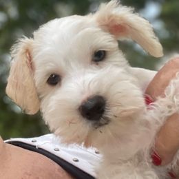 Luna formerly known as Persephone - Wheaten female Miniature Schnauzer puppy in Brundidge, Alabama from Deez Pups Magnificent Schnauzers