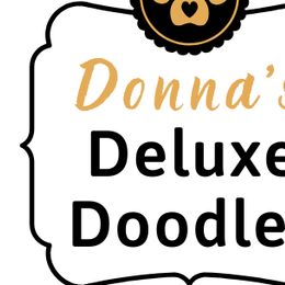 Bernedoodles, Goldendoodles, and Poodles from Donnas Deluxe Doodles LLC