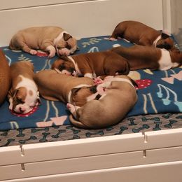 American Staffordshire Terrier Puppies from Homegrown Amstaffs