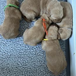 Boy 5 - Golden male Golden Retriever puppy in Modesto, California from Rooster Valley Golden Retrievers