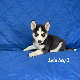 Leia boy 2 - Black and white male Siberian Husky puppy in Ocala, Florida from Florida Husky Puppies