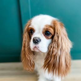 Button - Cavalier King Charles Spaniel