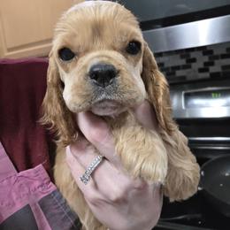 Small Fry - Red female Cocker Spaniel puppy in Northampton, Pennsylvania from ChristMos Cockers