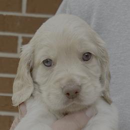 Girl 1 - Golden Girl - Golden female English Cocker Spaniel puppy in Menomonee Falls, Wisconsin from Saracen English Cocker Spaniels & Irish Water Spaniels