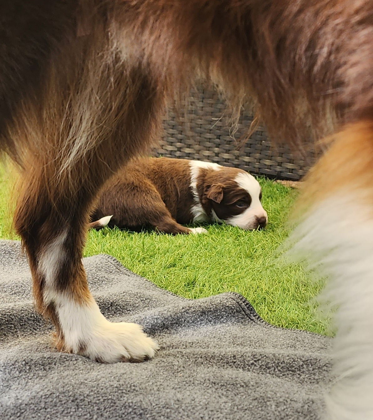 Miniature Australian Shepherds from Keyzee Aussies