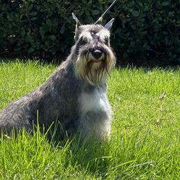 Marilyn - Miniature Schnauzer