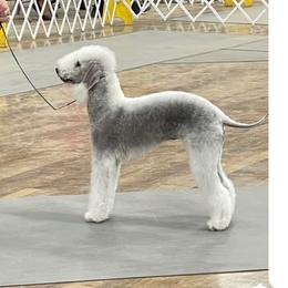 Zoey - Bedlington Terrier