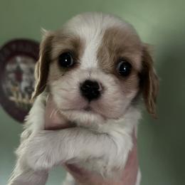 Tiny male - Blenheim male Cavalier King Charles Spaniel puppy in Danville, Pennsylvania from RoaringCreek