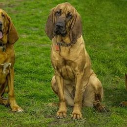 Bloodhounds from Tamaron Ranch Bloodhounds