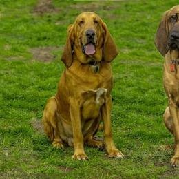 Bloodhounds from Tamaron Ranch Bloodhounds