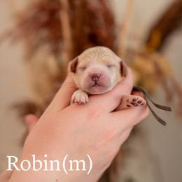 Robin - Cream male Goldendoodle puppy in Acton, Maine from Silver Pines Pups