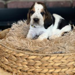 Gravy - Black brown and white male Basset Hound puppy in Lone Jack, Missouri from Wee Little Bassets