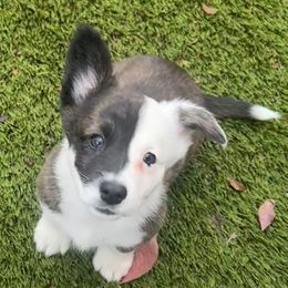 Boy 3 - Brindle and white male Cardigan Welsh Corgi puppy in Springfield, Illinois from Improv Show Dogs