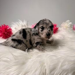 Ivy - Dapple female Dachshund puppy in Mc Donough, Georgia from Hot Diggity Doxies
