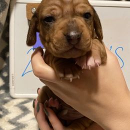 Dachshund Puppies from Bobbi’s Doxies