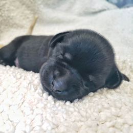 Boy 2 - Black Labrador Retriever puppy in Summit Point, West Virginia from Syrius Dog