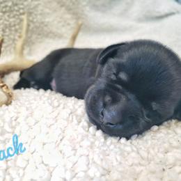 Boy 2 - Black Labrador Retriever puppy in Summit Point, West Virginia from Syrius Dog