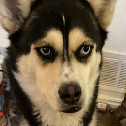 Haven - Siberian Husky