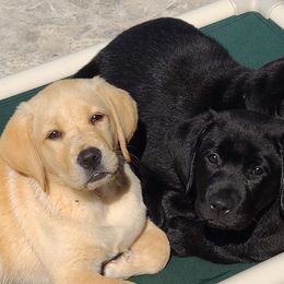 Labrador Retrievers from Fishdogs Labradors