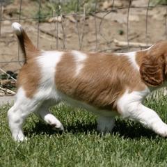 Welsh Springer Spaniel Puppies from Statesman Welsh Springer Spaniels