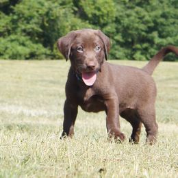 Labrador Retriever Puppies from Dry Pond Retrievers, LLC