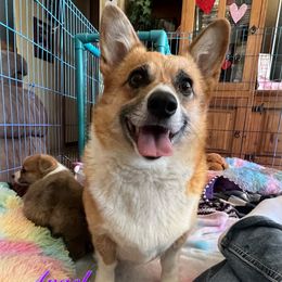 Angel - Pembroke Welsh Corgi