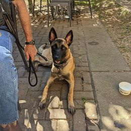 Belgian Malinois and German Shorthaired Pointer All Grown Up from Lapdog GSP